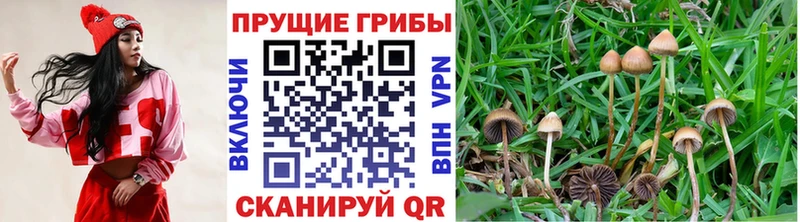 Галлюциногенные грибы Psilocybine cubensis  Купить  Отрадная 